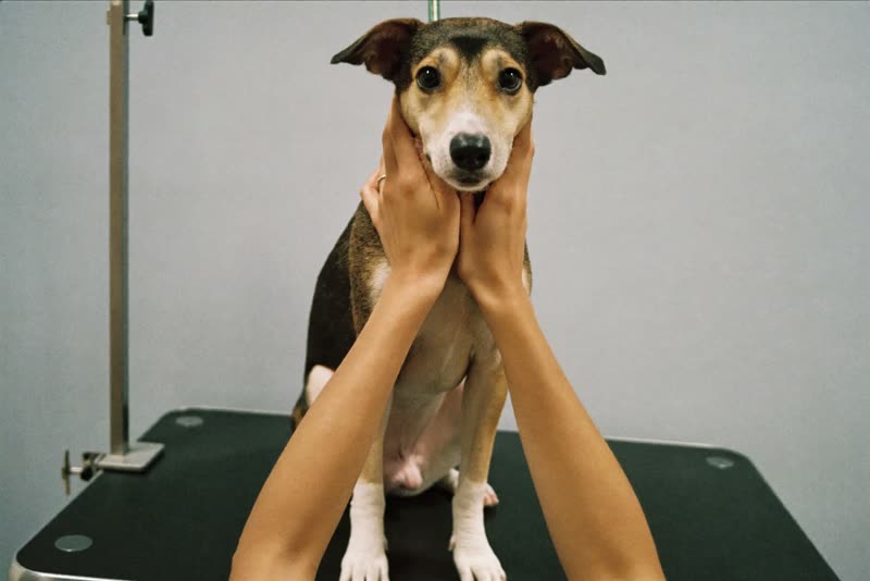 A dog being held steady on a grooming table