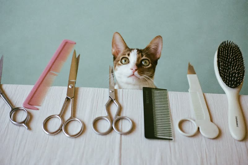 Clean grooming tools laid out on a pale cloth