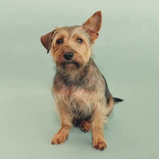 A freshly groomed terrier on a plain pastel background
