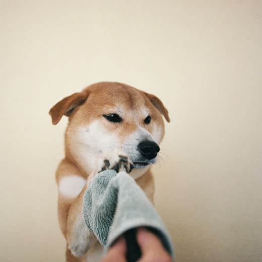 A dog's paw being trimmed on a soft towel