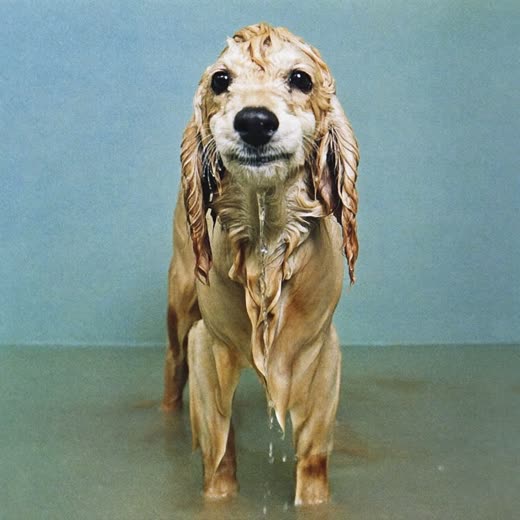 A wet spaniel standing in a shallow grooming bath