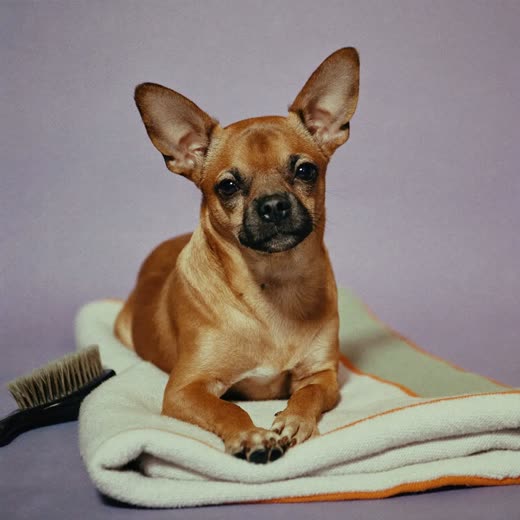 A small dog resting calmly beside a grooming brush
